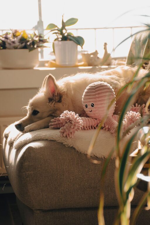 How to Set Up a Comfortable Pet Friendly Home Corner